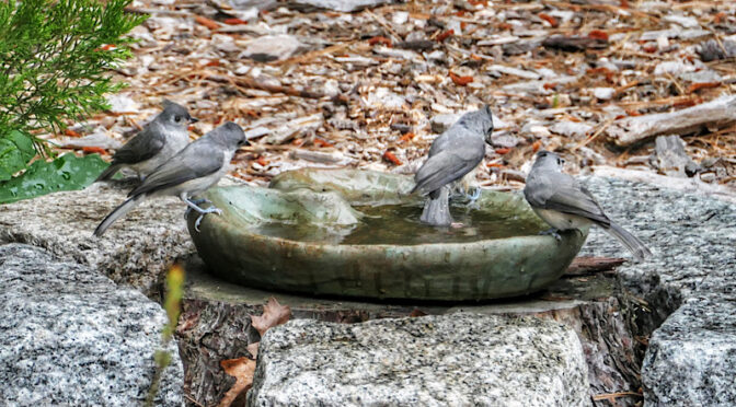 Tufted Titmouse Brothers Enjoying A Bath In Our Yard On Cape Cod.