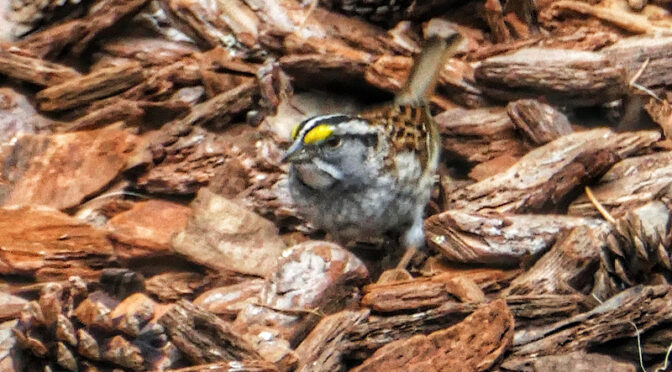 Pretty Little White-Throated Sparrow In  Our Yard On Cape Cod.