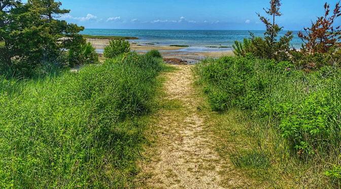 Always Love The Trails to The Beaches On Cape Cod.
