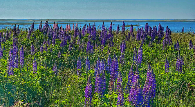 Gorgeous Lupine Blooming At Fort Hill On Cape Cod.