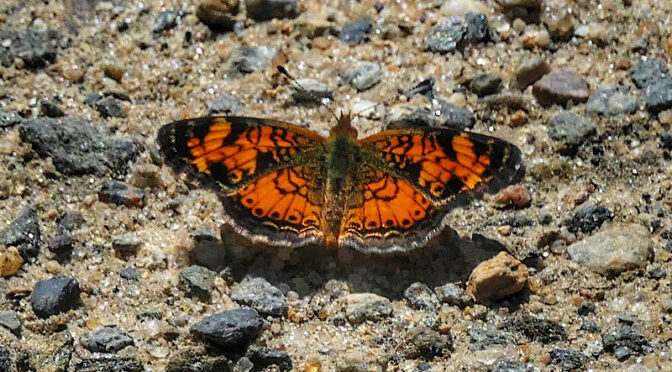 Beautiful Northern Crescent Butterfly On The Trail At Fort Hill On Cape Cod.