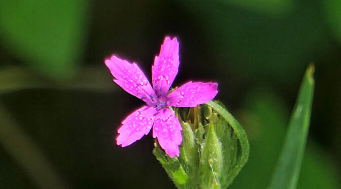 Hot Pink Stork’s Bill Wildflowers Are Blooming At Fort Hill On Cape Cod.
