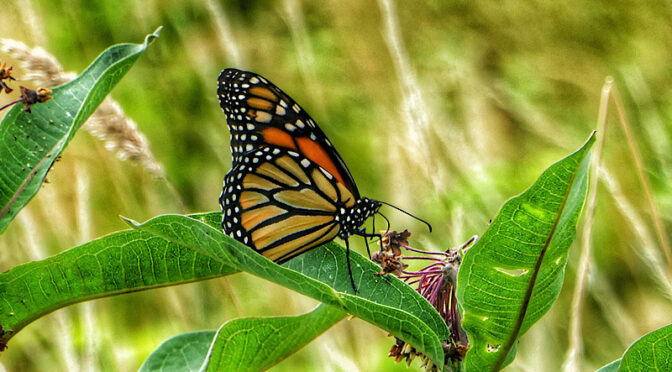 Gorgeous Monarch Butterfly At Fort Hill On Cape Cod.