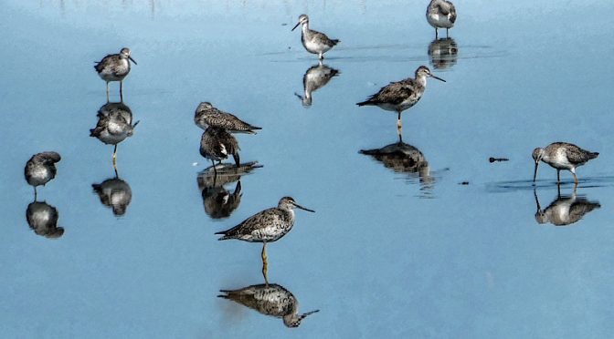 Awesome Reflections Of These Greater Yellowlegs On The Salt Marsh On Cape Cod.