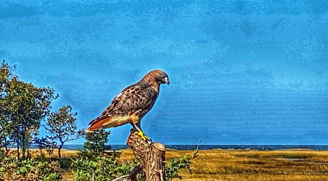 Looking For Lunch By The Salt Marsh On Cape Cod.