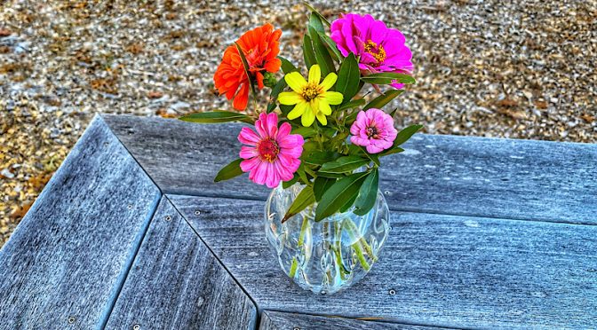 Still Picking Zinnias From My Garden On Cape Cod.