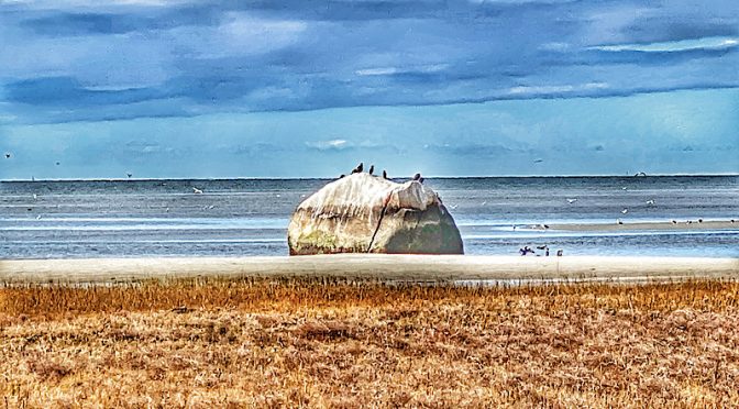 The Double-Crested Cormorants Love “The Rock” At Rock Harbor Rock On Cape Cod.