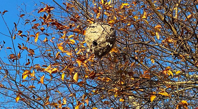 Huge Active Hornet’s On Cape Cod.