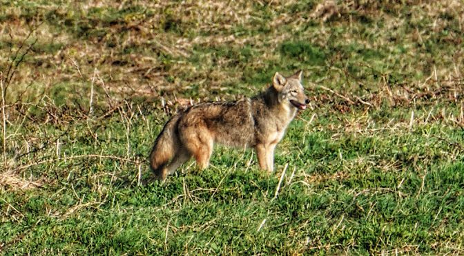 Healthy Coyote At Fort Hill On Cape Cod.