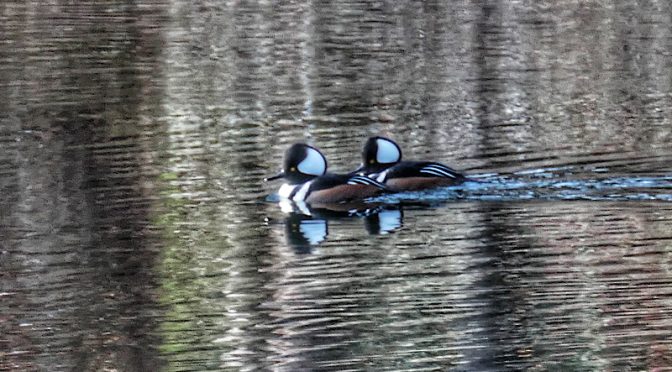 Beautiful Hooded Mergansers At Wiley Park On Cape Cod.