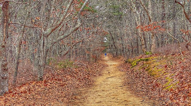 Hiking The Atlantic White Cedar Swamp Trail in Wellfleet On Cape  Cod.