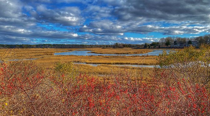 Looking Out On The Salt Marsh On Cape Cod.