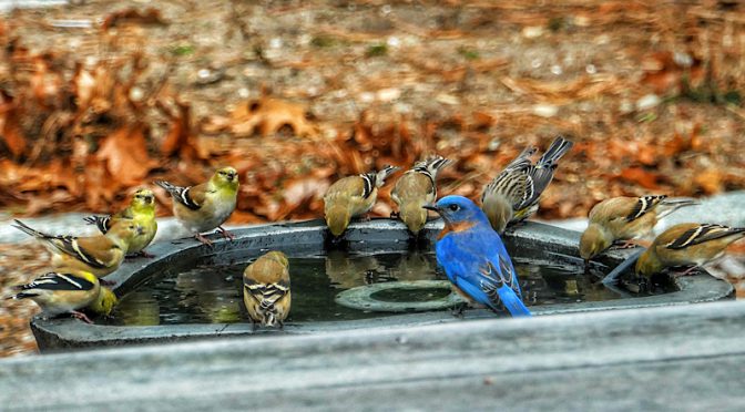 The Birds Sure Do Love A Heated Bird Bath On Cape Cod.