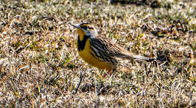 Beautiful Eastern Meadowlark At Fort Hill On Cape Cod.