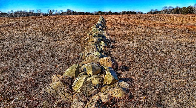 Do You Know What Lives In A Stone Wall On Cape Cod?