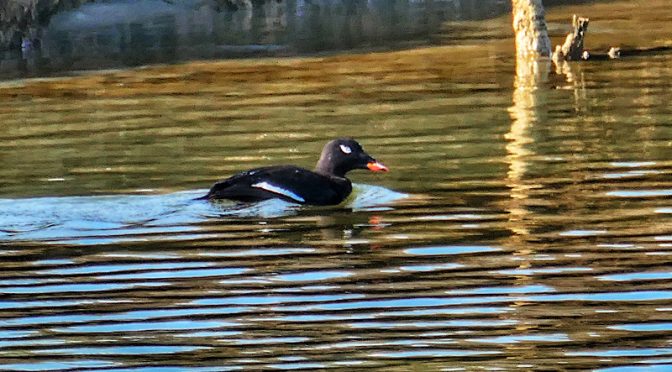 White-Winged Scoter At Nauset Marsh On Cape Cod.